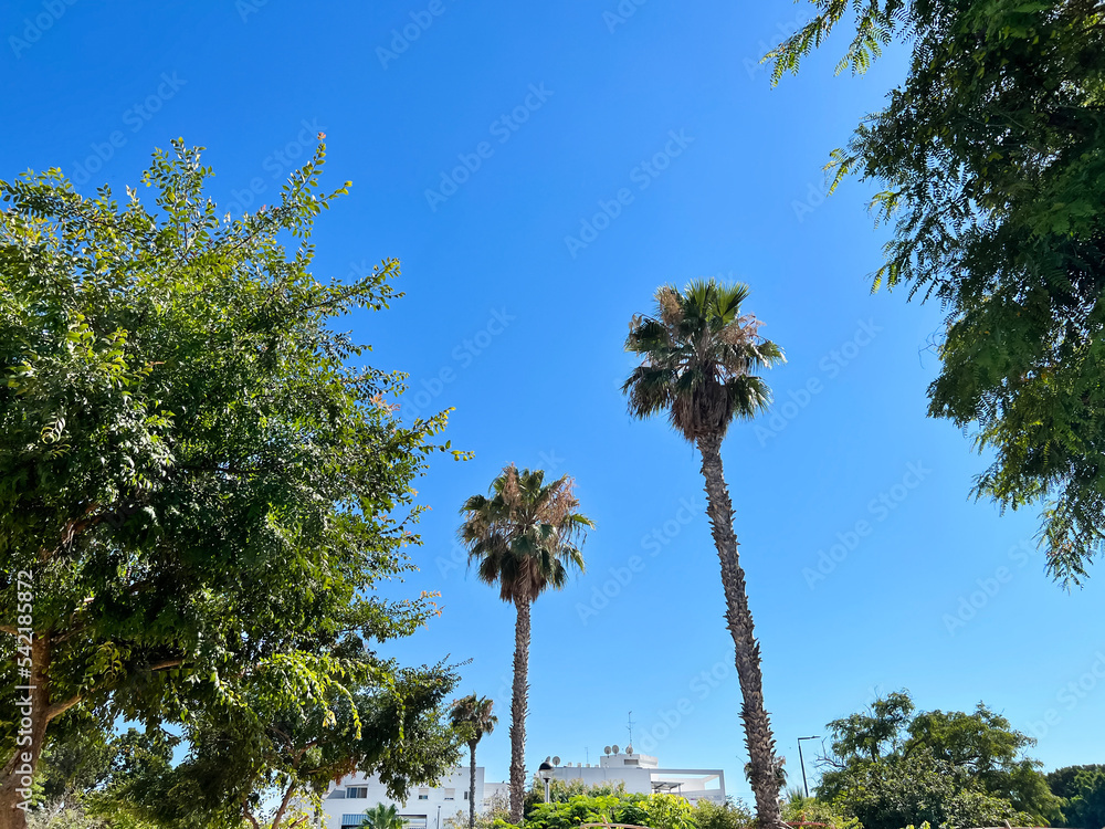 城市中美丽的棕榈树景观