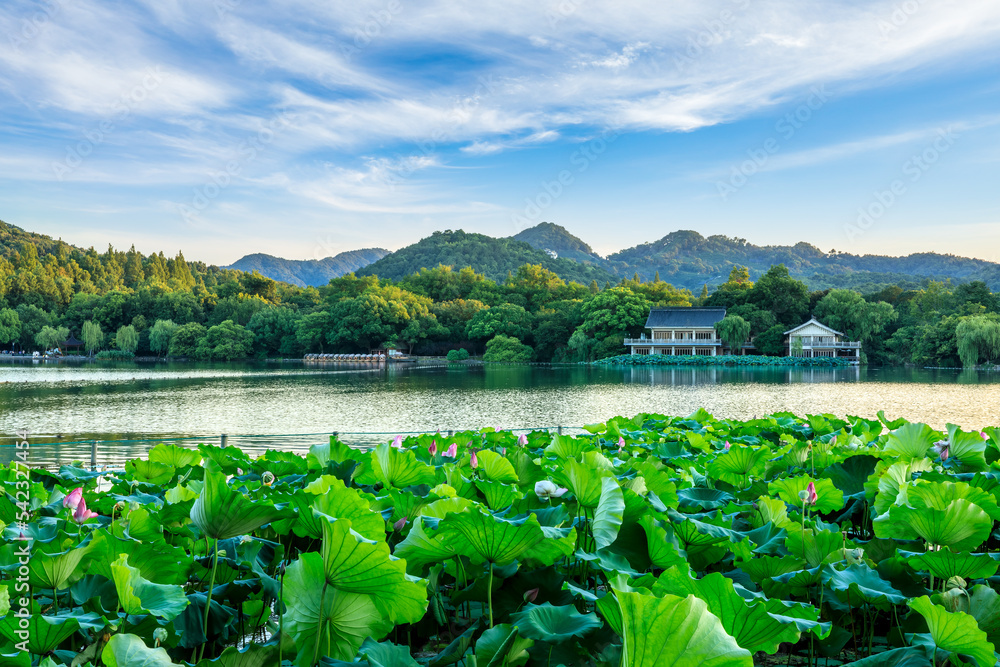 中国杭州美丽的西湖自然景观。