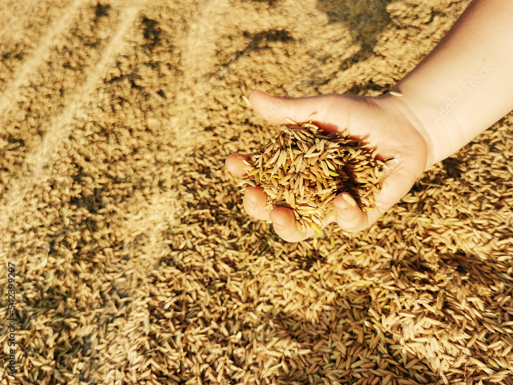农民手中的稻谷或背景上的谷粒为黄色茉莉花米