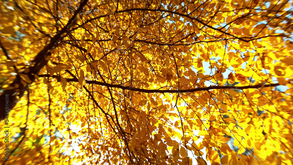落叶的金秋山毛榉树。