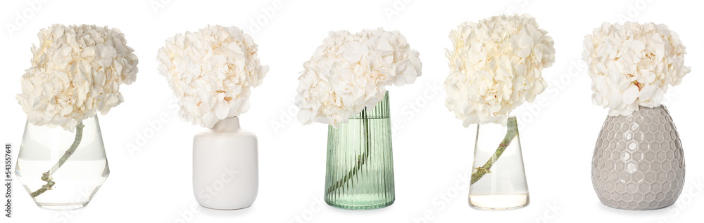 白色背景花瓶中的新鲜绣球花拼贴