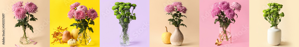 彩色背景花瓶中美丽的菊花收藏