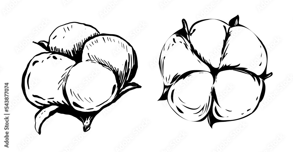 一套白色棉花花。矢量插图集。棉花花植物，有机球蓬松铃