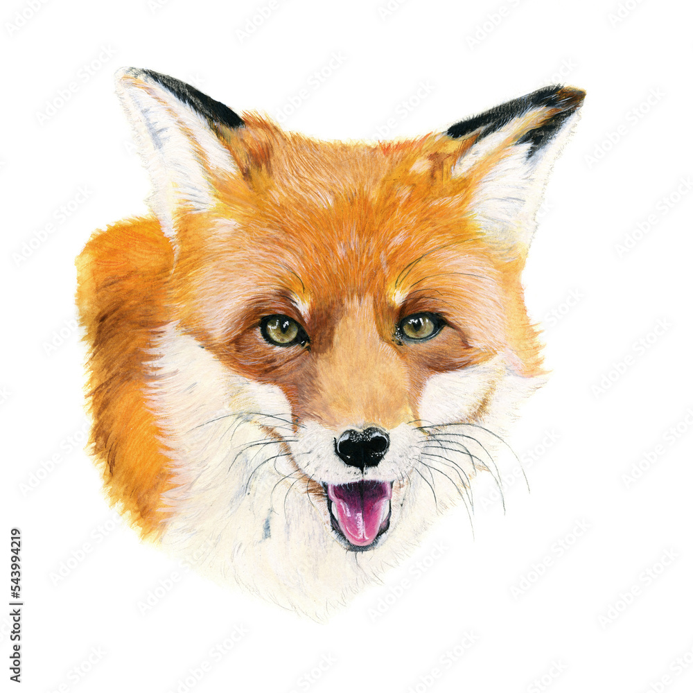 白色背景上用水彩绘制的赤狐