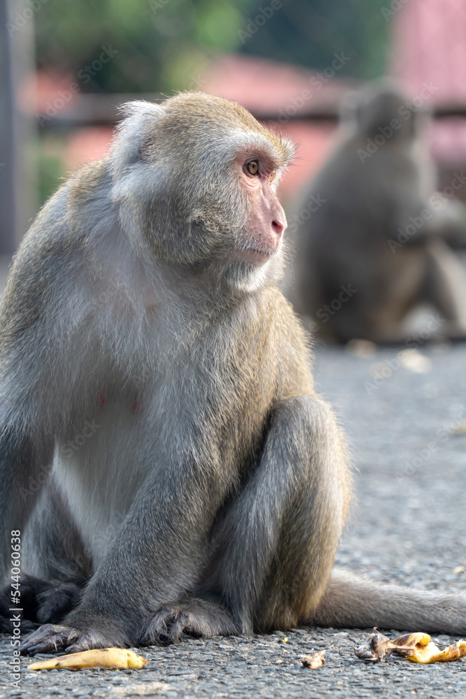 台湾猕猴，台湾岩猴在野外也叫台湾猕猴。