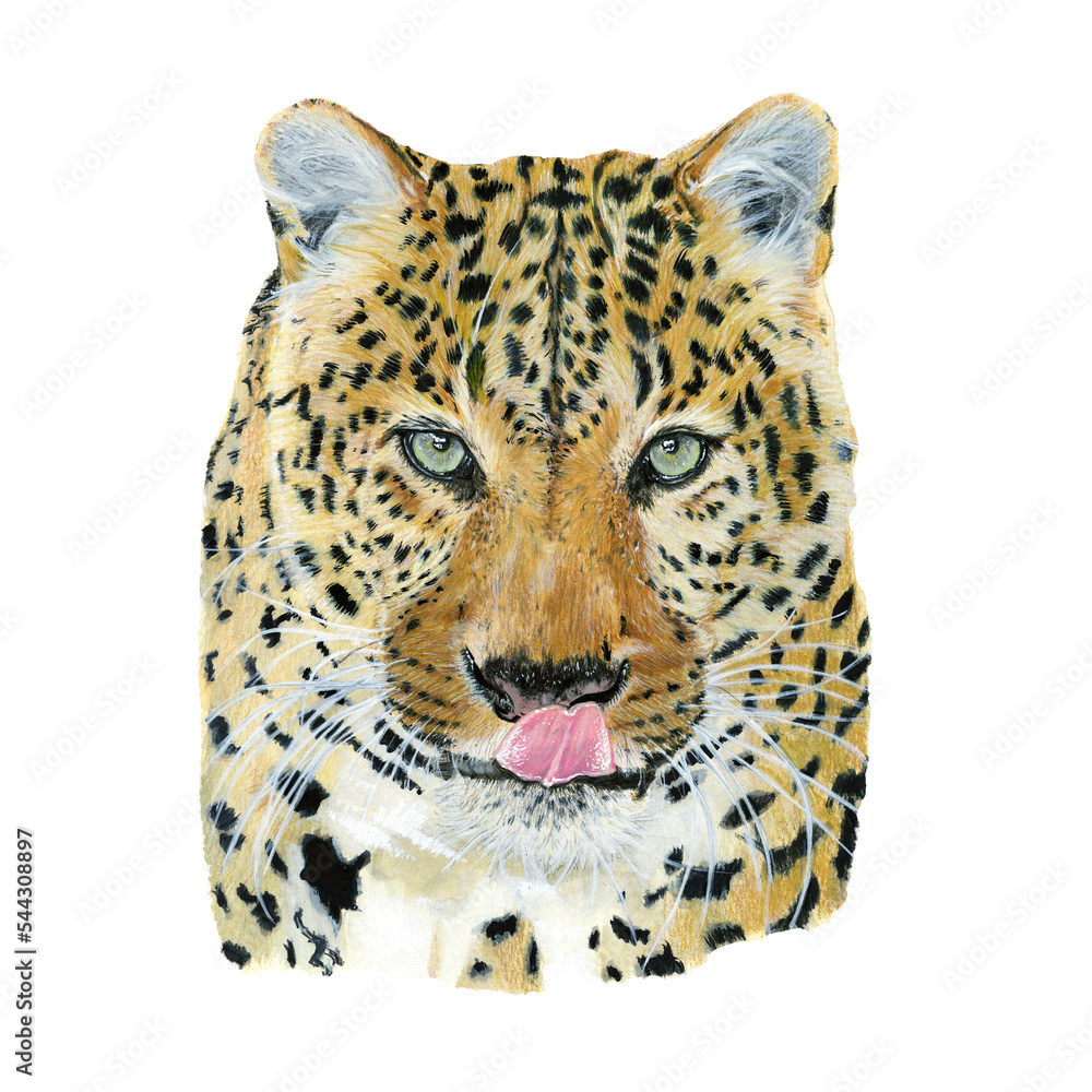 Leopard drawn in watercolor on a white background