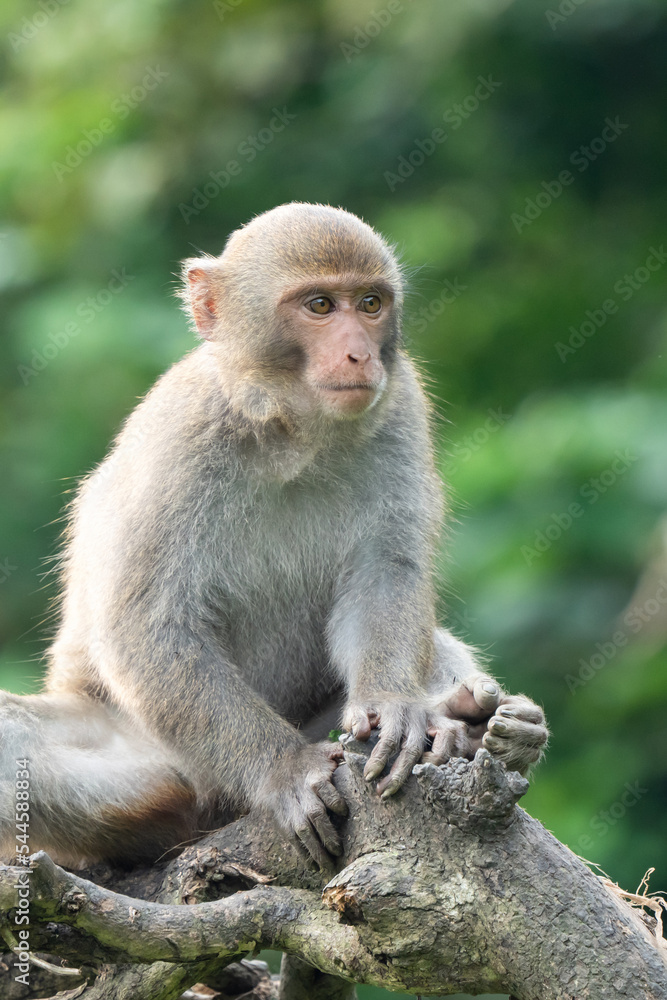 台湾猕猴，台湾岩猴在野外也叫台湾猕猴。