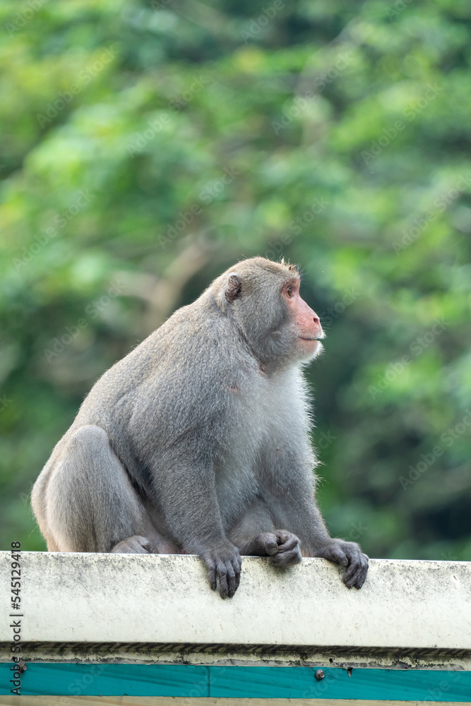 台湾猕猴，台湾岩猴在野外也命名为台湾猕猴。