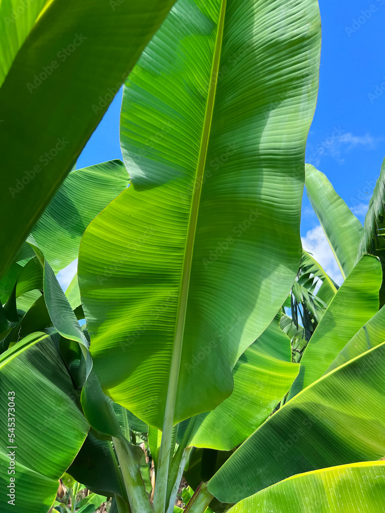 绿色香蕉棕榈树叶近景