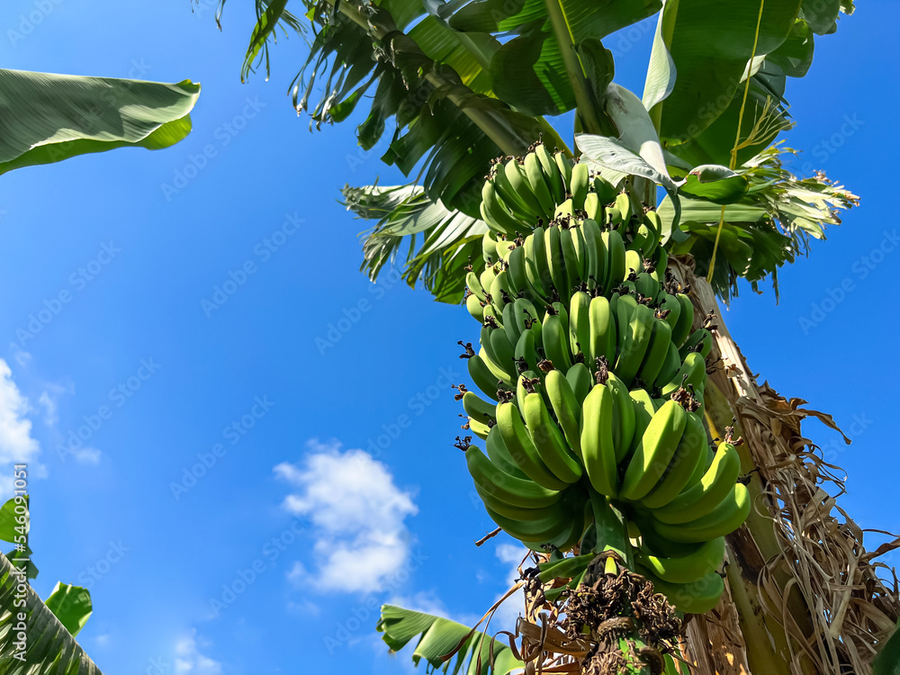 天空背景下棕榈树上的一束绿色香蕉