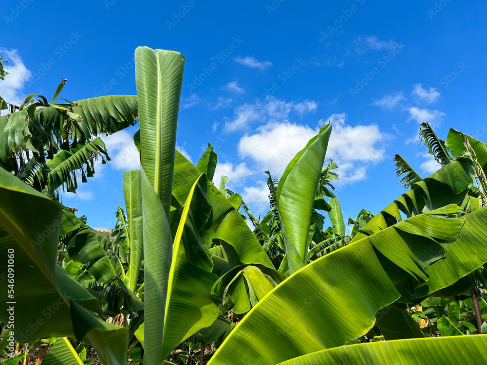 天空背景下的绿色香蕉棕榈树叶子