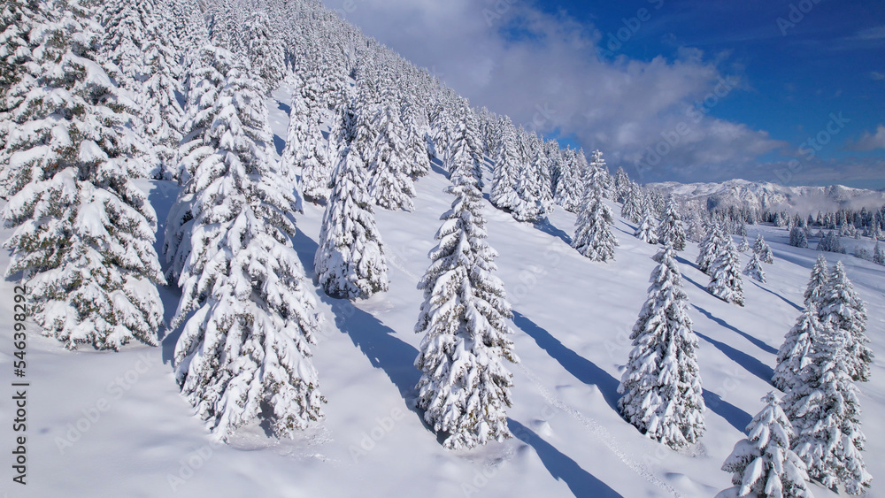 航空：美丽的新雪山云杉林中的冬季仙境