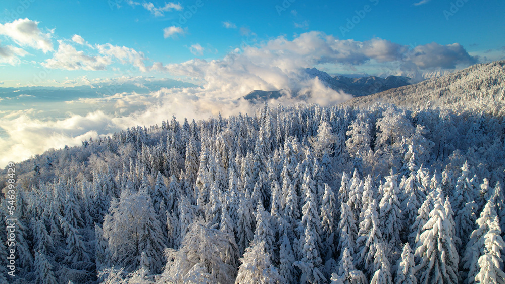 航空：阳光明媚的日子里，美丽的新鲜积雪覆盖的山脉和云杉林