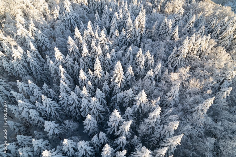 空中俯视美丽的云杉林，在阳光明媚的冬日里有新鲜的积雪