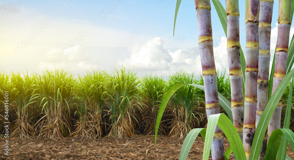 以甘蔗种植为背景的甘蔗秸秆。