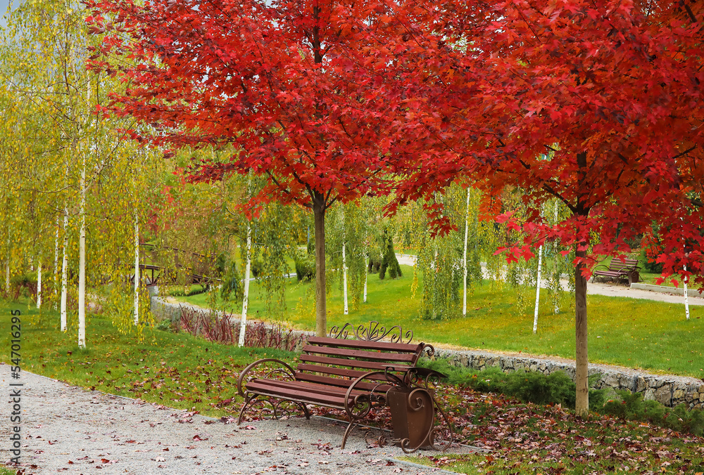 带长椅和红色树木的秋季公园景观