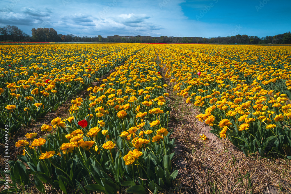 荷兰农田里盛开的黄色郁金香