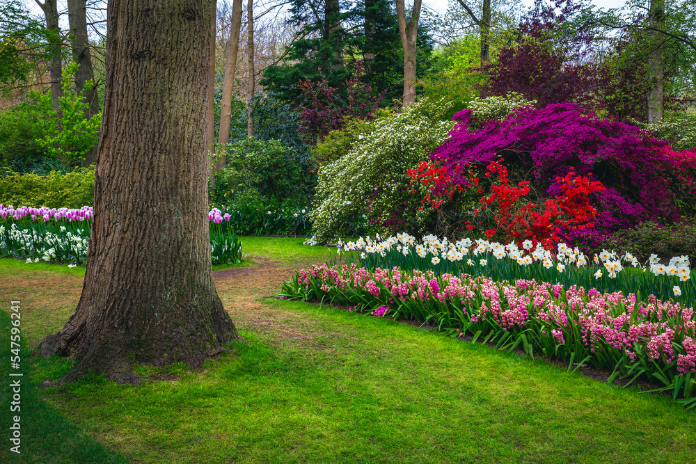 荷兰美丽的水仙花、风信子和杜鹃花丛花坛