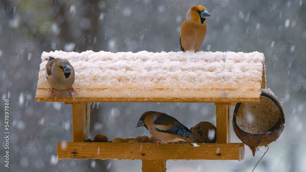 CLOSE UP: Beautiful hawfinches visiting birdhouse for food on a snowy winter day