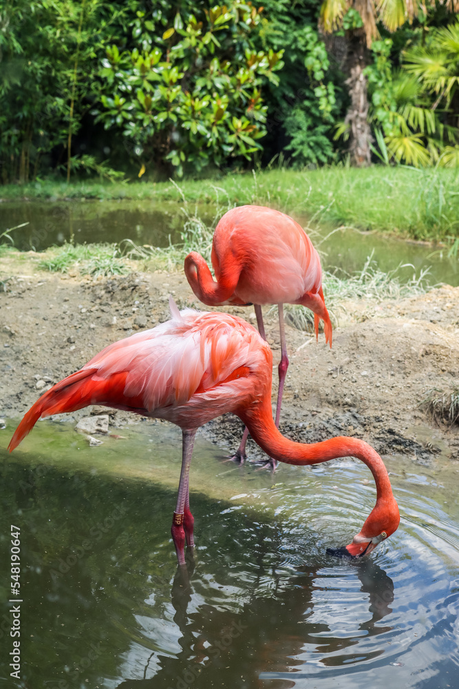 动物园里美丽的粉红色火烈鸟