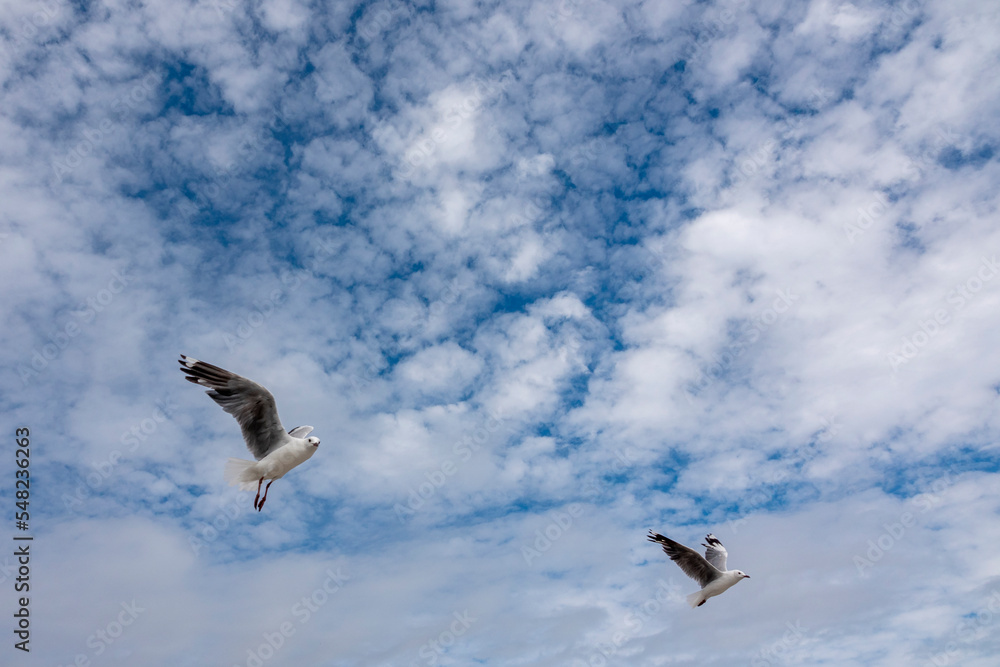 Hartlaubs海鸥或帝王鸥（Chroicocephalus hartlaubii）在飞行。Kleinmond，Whale Coast，Overberg，