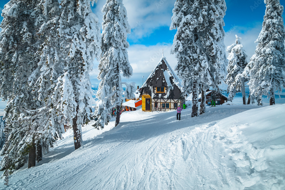 高山小屋和积雪松树的冬季景观