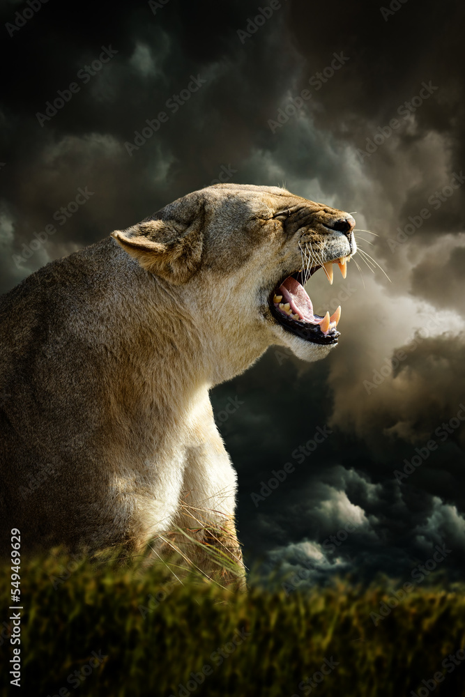 愤怒的狮子在热带草原上的黑暗风暴云背景