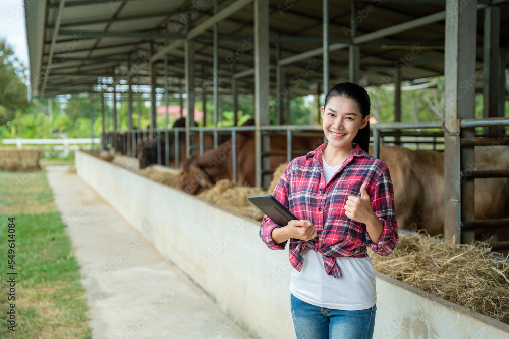 一名亚洲年轻女子在牛棚内的奶牛场上用平板电脑竖起大拇指