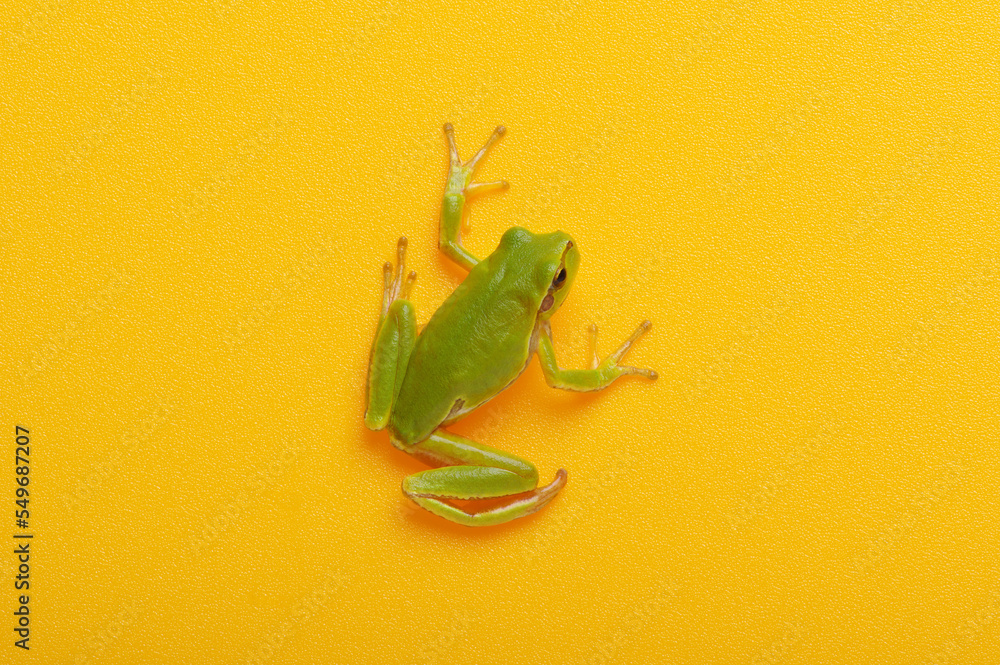 隔离在橙色上的绿色树蛙
