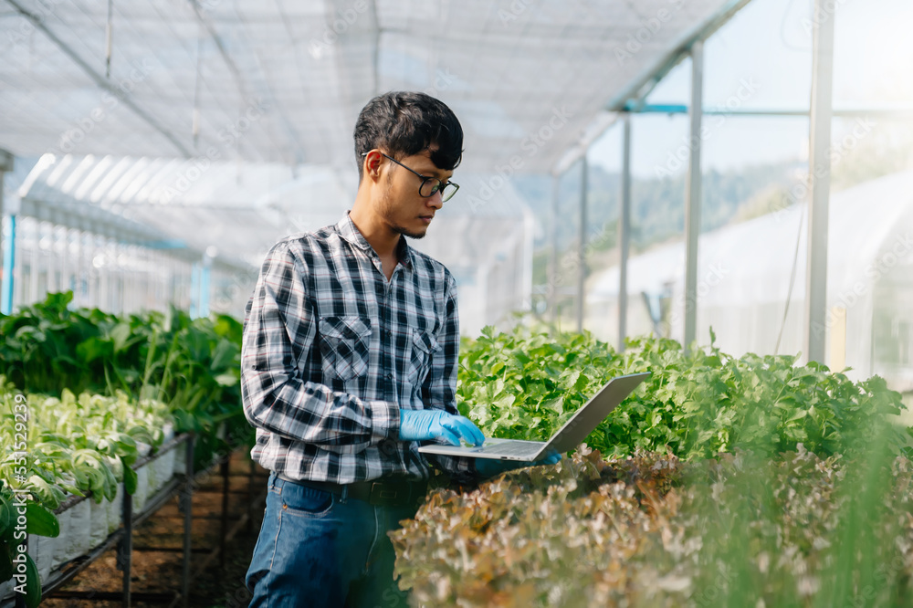 农夫在温室种植园里使用手持笔记本电脑和有机蔬菜进行水培。女性