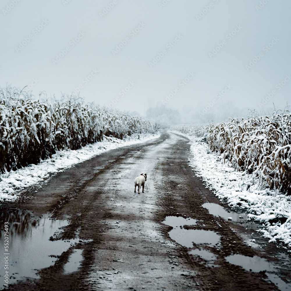 Snowy cornfield on winter time. Lonely white dog on dirty road. Agricultural countryside view. Film 