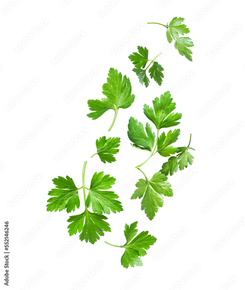 Fresh parsley petals in the air closeup isolated on a white background
