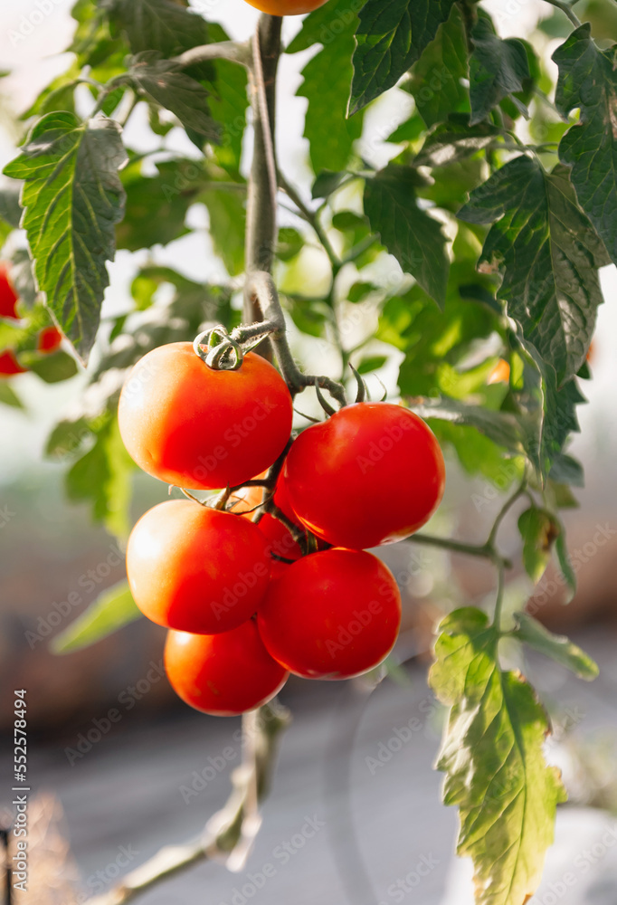 Beautiful red ripe unripe cluster heirloom tomatoes grown in a greenhouse. .
