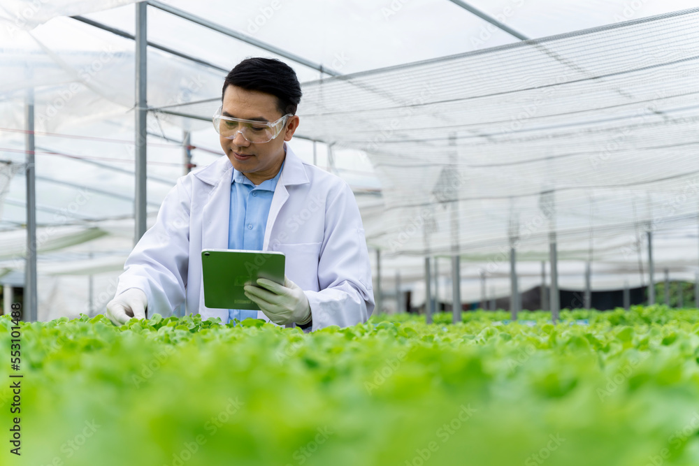 亚洲科学家正在水培种植系统中测试蔬菜的生长。