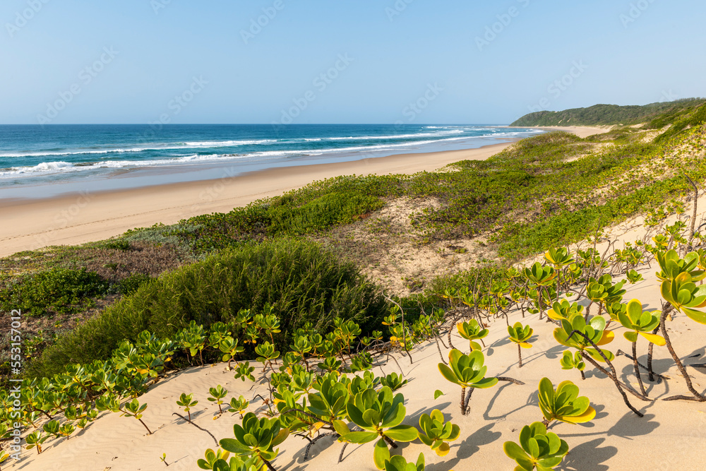 Thonga Beach Lodge的海滩场景，显示沙丘植被。Mabibi。Maputaland。夸祖鲁-纳塔尔。South
