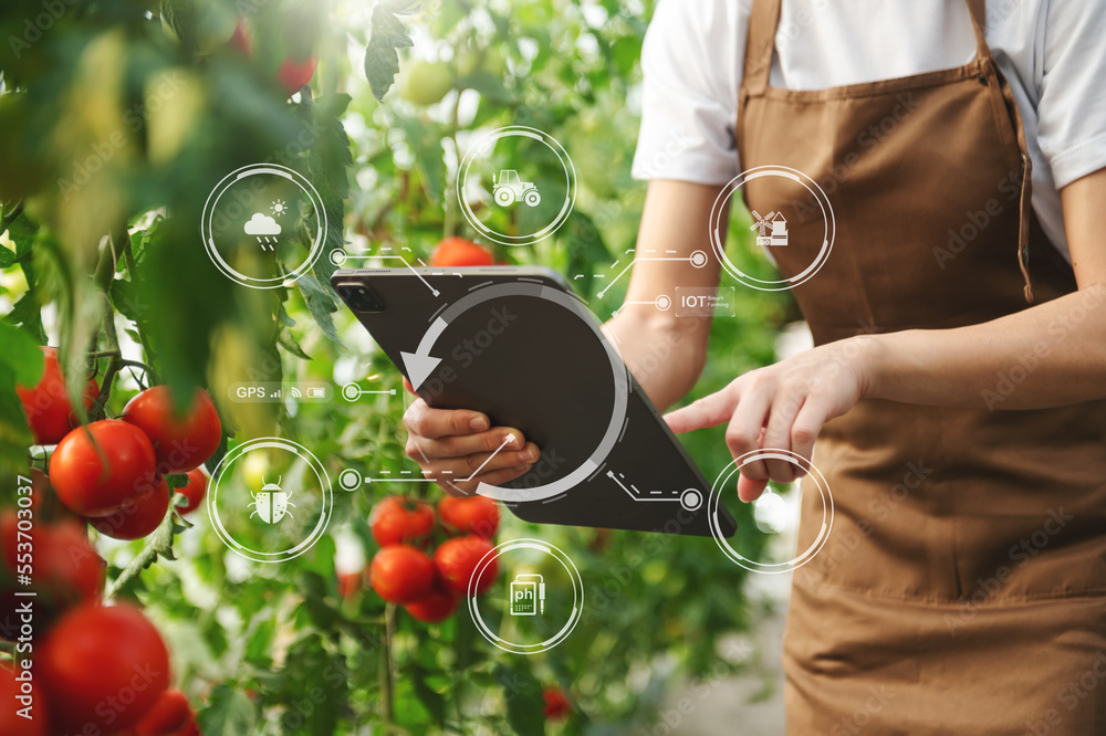 智能农民在温室里使用平板电脑概念的现代蔬菜和番茄应用程序。以及vi