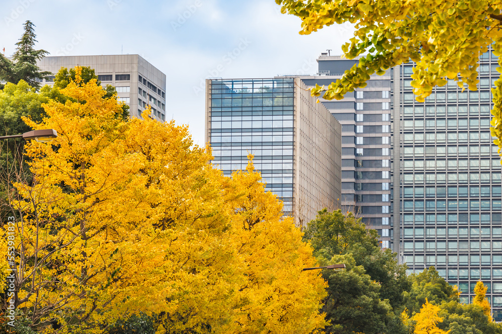 東京のビル群と鮮やかに紅葉した銀杏