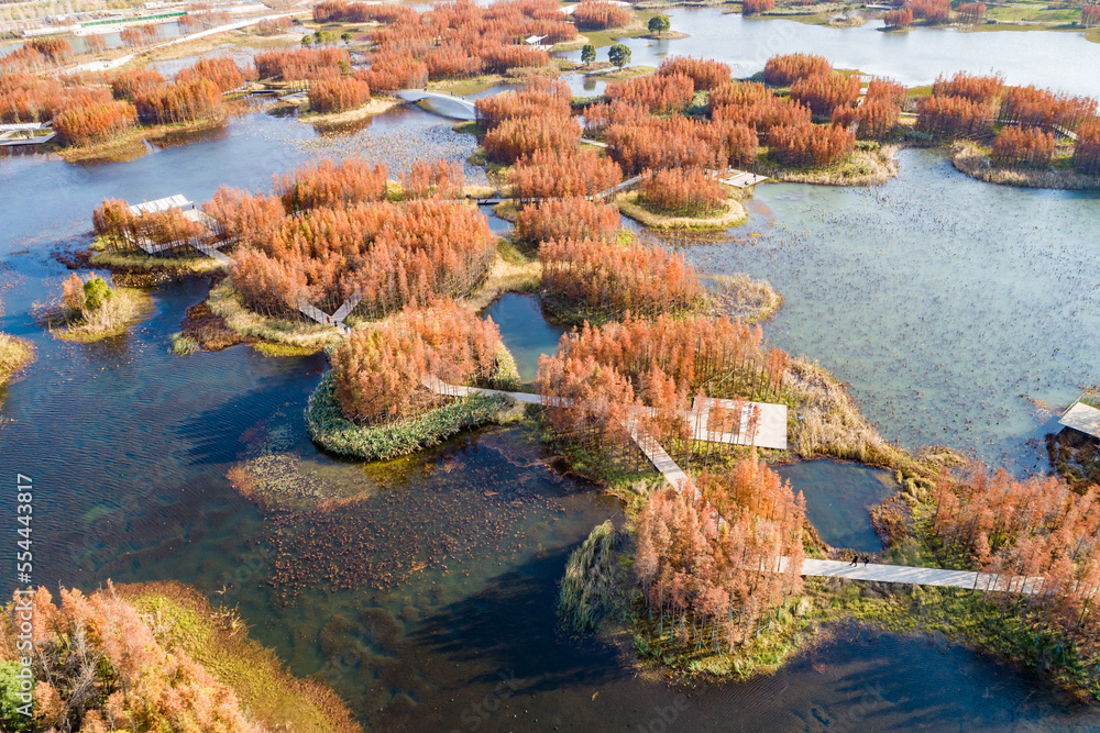 Aerial photography of red metasequoia forest in Aixi Lake Wetland Park, Nanchang, Jiangxi, China