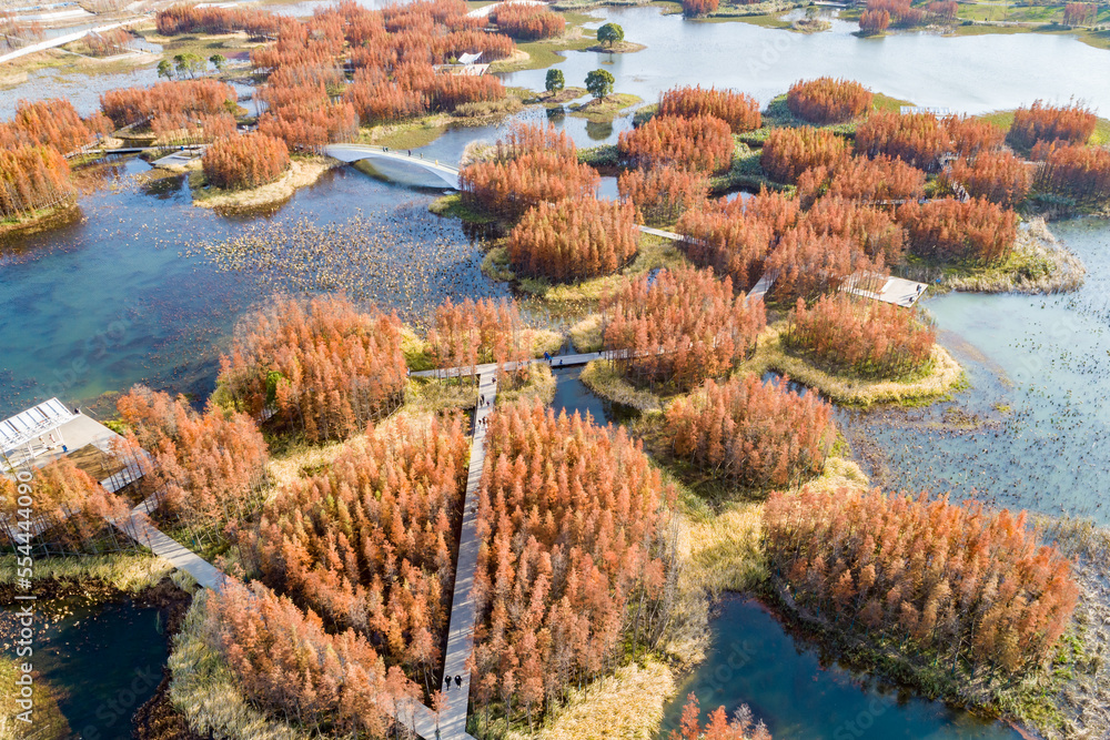 航拍中国江西南昌艾溪湖湿地公园的红色水杉林