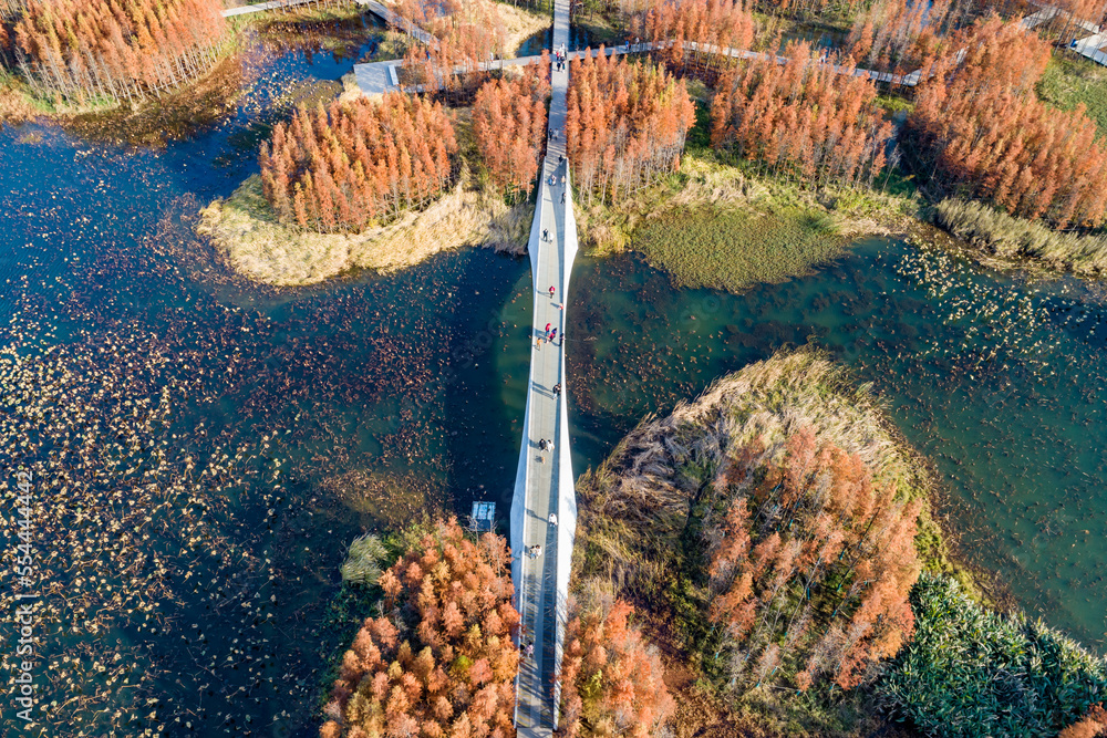 航拍中国江西南昌艾溪湖湿地公园的红色水杉林
