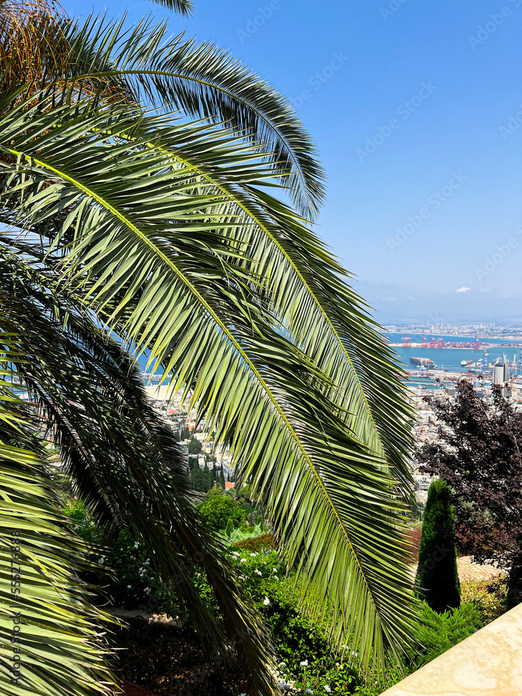 Green palm leaves on cityscape background