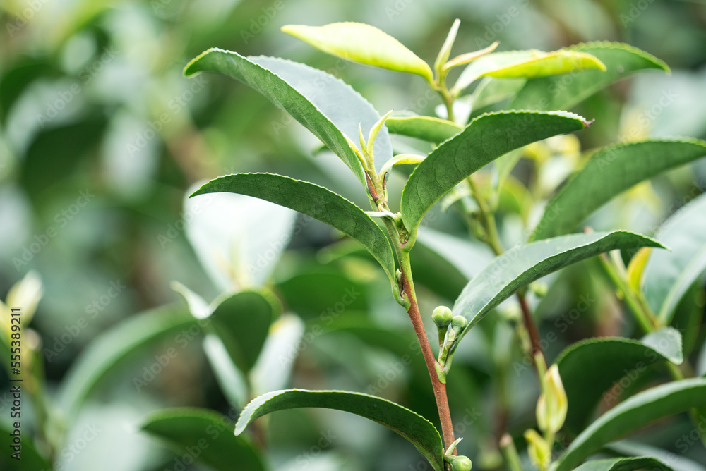 美丽的绿茶作物园排景，为鲜茶产品设计理念。