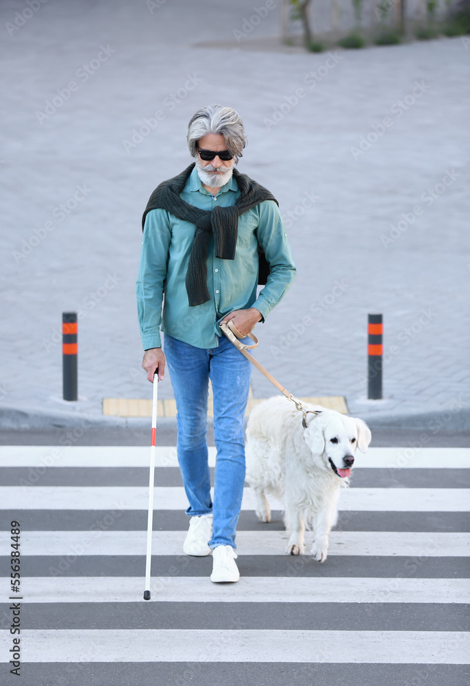 城市老年盲人带导盲犬过马路