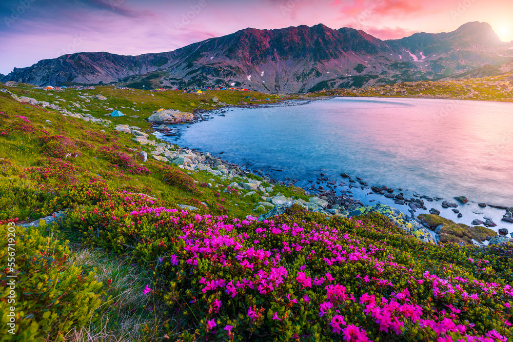 日落时的粉红色杜鹃花和布库拉湖，雷泰扎特山脉