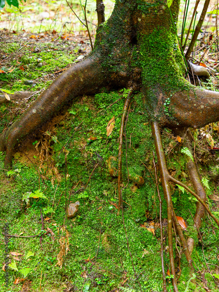 地面から出た木の根と苔が広がる原生林