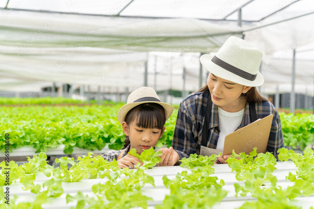 Asian family mother and daughter picking vegetables Check your own hydroponic vegetable garden toget