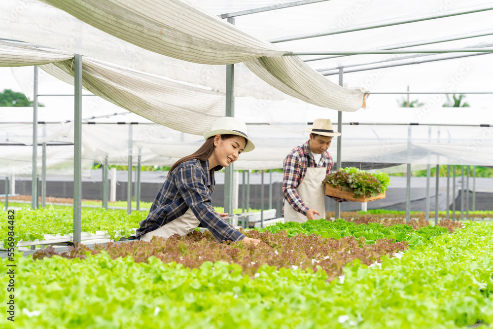 male and female couple Asian family picking vegetables Happy inspecting your own hydroponic vegetabl