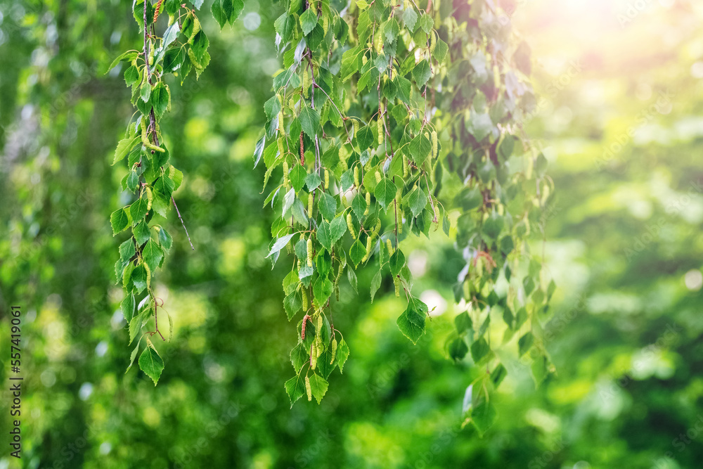 阳光明媚的森林里有新鲜绿叶的桦树树枝