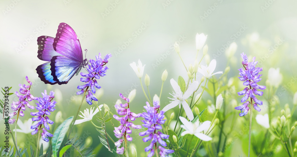 阳光下，草地上的野生白紫罗兰花上的紫色蝴蝶，宏观。春夏fre