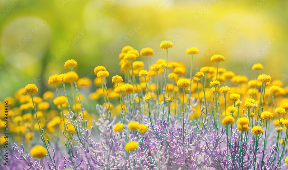 春天或夏天阳光明媚的草地上，开着可爱蓬松的黄色小野花。柔软的sele